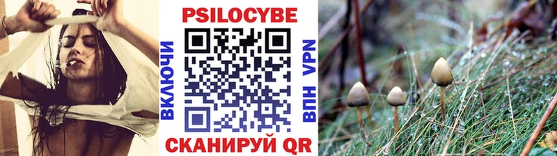 где продают наркотики  Берёзовский  Галлюциногенные грибы Cubensis 